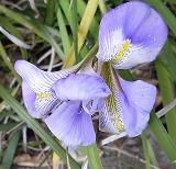 f:id:mikawakinta63:20090127141918j:image