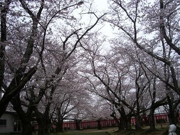 f:id:mikawakinta63:20090404135543j:image