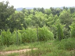 f:id:mikawakinta63:20090627134100j:image