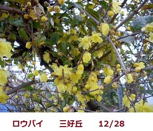 f:id:mikawakinta63:20111228090915j:image:left f:id:mikawakinta63:20111228090915j:image:left