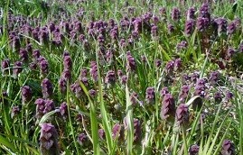 f:id:mikawakinta63:20120407095908j:image:right