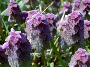 f:id:mikawakinta63:20120407100156j:image:left