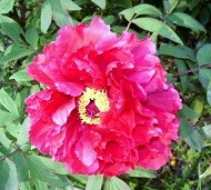 f:id:mikawakinta63:20120425081741j:image:left