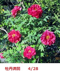 f:id:mikawakinta63:20120428065351j:image:left