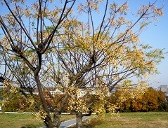 20121208100128
