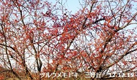 f:id:mikawakinta63:20121219091830j:image