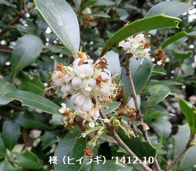 f:id:mikawakinta63:20141210105945j:image:right