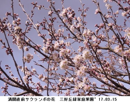 毎年よ彼岸の入りに寒いのは クマさんの日記