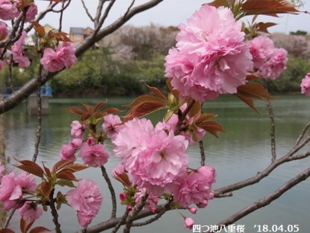 姥桜 うばざくら クマさんの日記