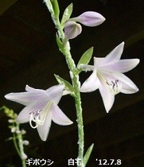 f:id:mikawakinta63:20180710135058j:image:left f:id:mikawakinta63:20180710135058j:image:left