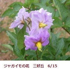 f:id:mikawakinta63:20180713154641j:image:left f:id:mikawakinta63:20180713154641j:image:left