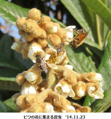 f:id:mikawakinta63:20181217110414j:image