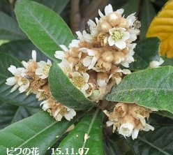 f:id:mikawakinta63:20181217144916j:image:right