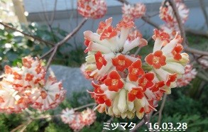 f:id:mikawakinta63:20190222140700j:plain f:id:mikawakinta63:20190222140700j:plain