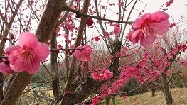 f:id:mikawakinta63:20190225125040j:plain f:id:mikawakinta63:20190225125040j:plain