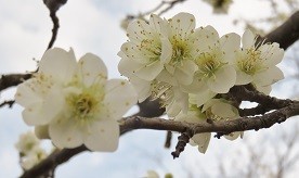 f:id:mikawakinta63:20190225133720j:plain f:id:mikawakinta63:20190225133720j:plain