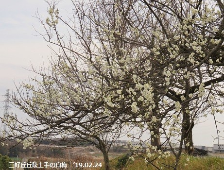 f:id:mikawakinta63:20190225133744j:plain f:id:mikawakinta63:20190225133744j:plain
