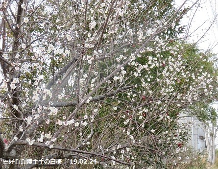 f:id:mikawakinta63:20190225143534j:plain f:id:mikawakinta63:20190225143534j:plain
