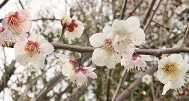 f:id:mikawakinta63:20190225143557j:plain f:id:mikawakinta63:20190225143557j:plain