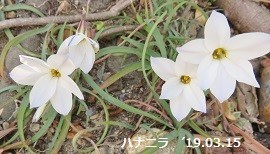 f:id:mikawakinta63:20190318155239j:plain f:id:mikawakinta63:20190318155239j:plain