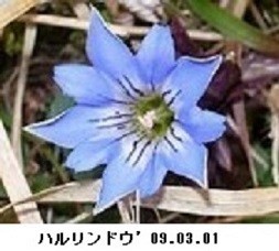 f:id:mikawakinta63:20190318155553j:plain f:id:mikawakinta63:20190318155553j:plain