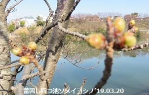 f:id:mikawakinta63:20190320150643j:plain f:id:mikawakinta63:20190320150643j:plain