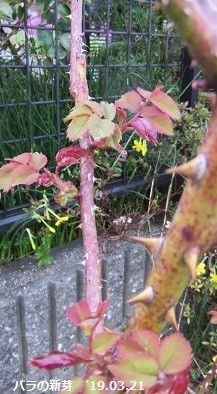 くれ ない の 二 尺 伸び たる 薔薇 の 芽 の 針 やわらか に 春雨 の ふる