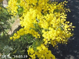 f:id:mikawakinta63:20190321151440j:plain f:id:mikawakinta63:20190321151440j:plain