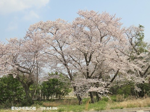 f:id:mikawakinta63:20190408152440j:plain