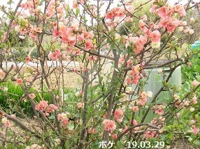 f:id:mikawakinta63:20190411145331j:plain f:id:mikawakinta63:20190411145331j:plain