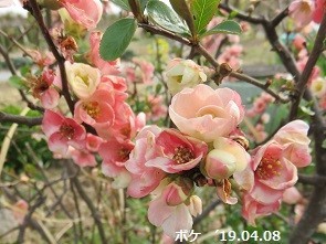 f:id:mikawakinta63:20190411145354j:plain f:id:mikawakinta63:20190411145354j:plain