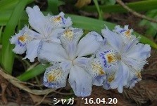 f:id:mikawakinta63:20190412150411j:plain f:id:mikawakinta63:20190412150411j:plain