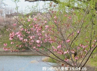 f:id:mikawakinta63:20190417112338j:plain f:id:mikawakinta63:20190417112338j:plain