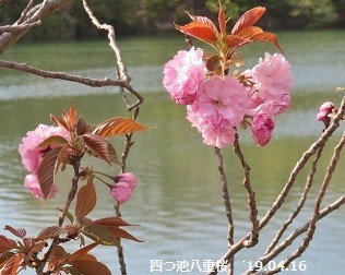 f:id:mikawakinta63:20190417112354j:plain f:id:mikawakinta63:20190417112354j:plain