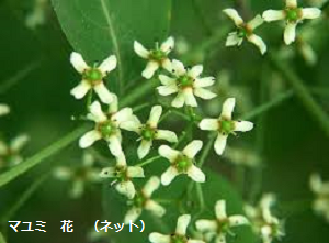 f:id:mikawakinta63:20190423145232p:plain f:id:mikawakinta63:20190423145232p:plain