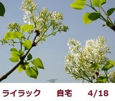 f:id:mikawakinta63:20190425133956j:plain f:id:mikawakinta63:20190425133956j:plain