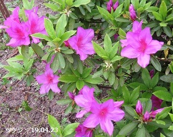 f:id:mikawakinta63:20190425141343j:plain f:id:mikawakinta63:20190425141343j:plain