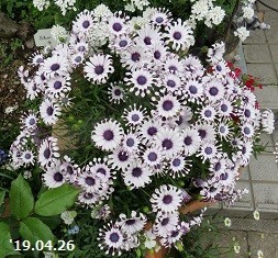 f:id:mikawakinta63:20190427194938j:plain f:id:mikawakinta63:20190427194938j:plain
