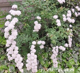 f:id:mikawakinta63:20190429172810j:plain f:id:mikawakinta63:20190429172810j:plain