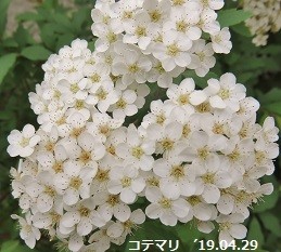 f:id:mikawakinta63:20190429172829j:plain f:id:mikawakinta63:20190429172829j:plain