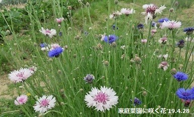 f:id:mikawakinta63:20190430175544j:plain f:id:mikawakinta63:20190430175544j:plain