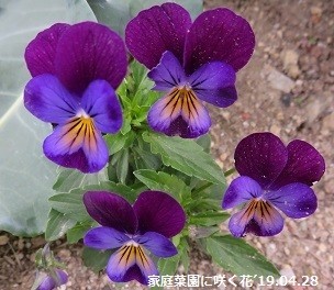 f:id:mikawakinta63:20190430175605j:plain f:id:mikawakinta63:20190430175605j:plain