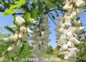f:id:mikawakinta63:20190506180339j:plain f:id:mikawakinta63:20190506180339j:plain