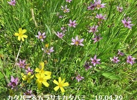 f:id:mikawakinta63:20190508191812j:plain f:id:mikawakinta63:20190508191812j:plain