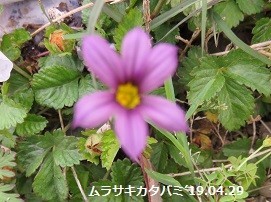 f:id:mikawakinta63:20190508191857j:plain f:id:mikawakinta63:20190508191857j:plain