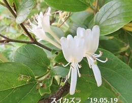 f:id:mikawakinta63:20190522132420j:plain f:id:mikawakinta63:20190522132420j:plain