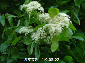 f:id:mikawakinta63:20190522132455p:plain f:id:mikawakinta63:20190522132455p:plain
