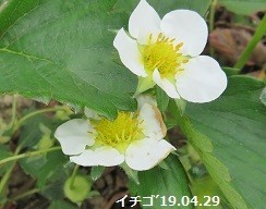 f:id:mikawakinta63:20190522142939j:plain f:id:mikawakinta63:20190522142939j:plain
