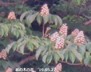 f:id:mikawakinta63:20190531151236j:plain f:id:mikawakinta63:20190531151236j:plain