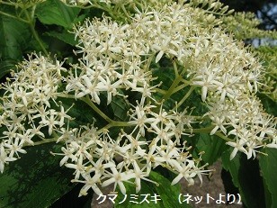 f:id:mikawakinta63:20190531151256j:plain f:id:mikawakinta63:20190531151256j:plain